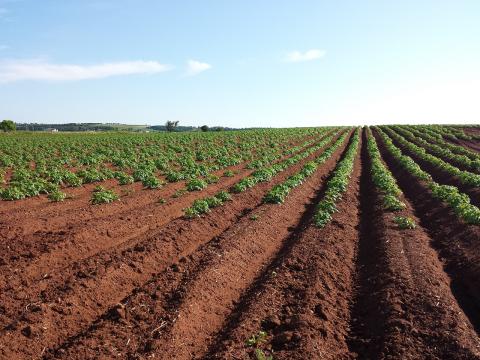 Cultivo de papas