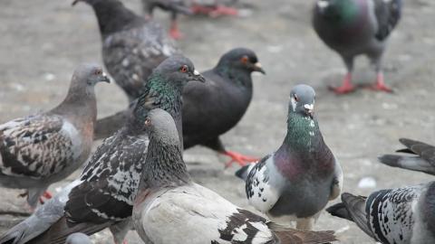 Palomas en Santa Cruz de Tenerife 