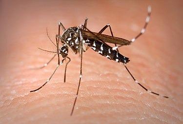 Mosquito  Aedes albopictus/ canariasnoticias.es