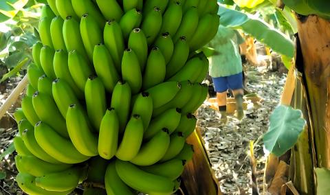 Plátano de Canarias 