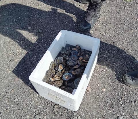 Lapas incautadas Lapas incautadas