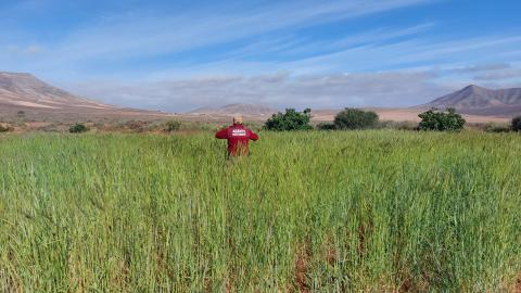 Cultivo de centeno en Fuerteventura 